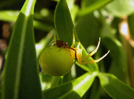 Thomisus sp.